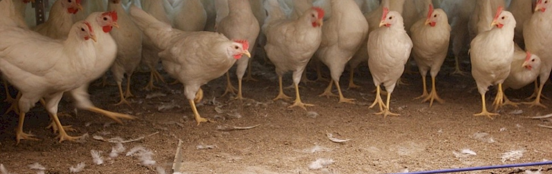Witte kippen