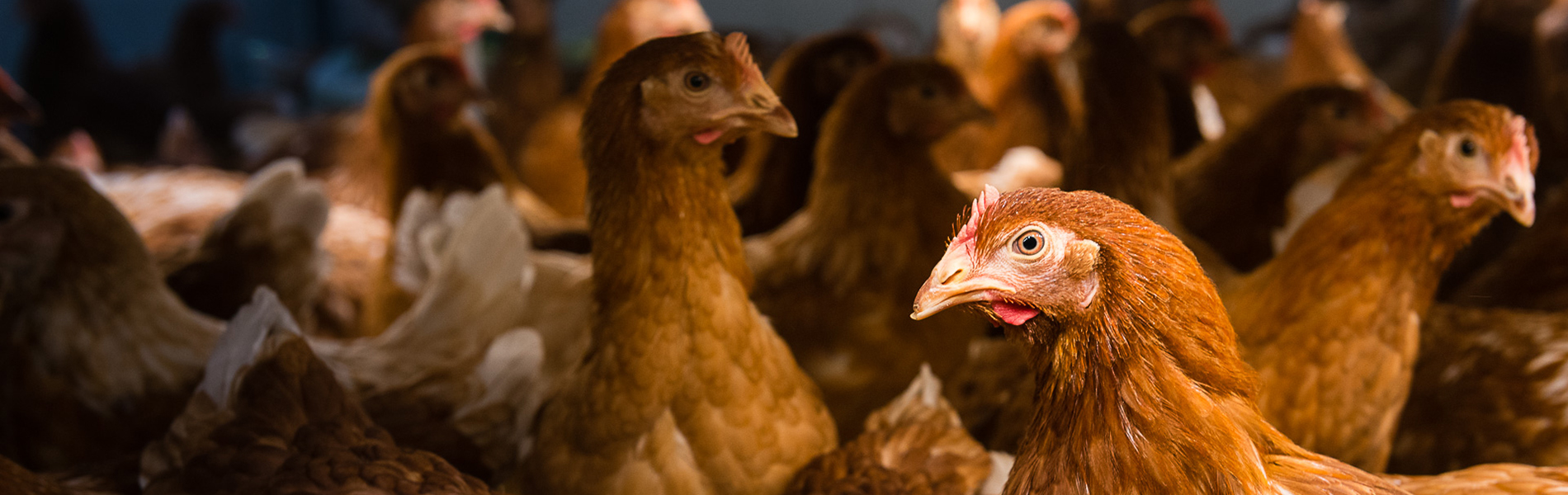 Bruine kippen donkere achtergrond