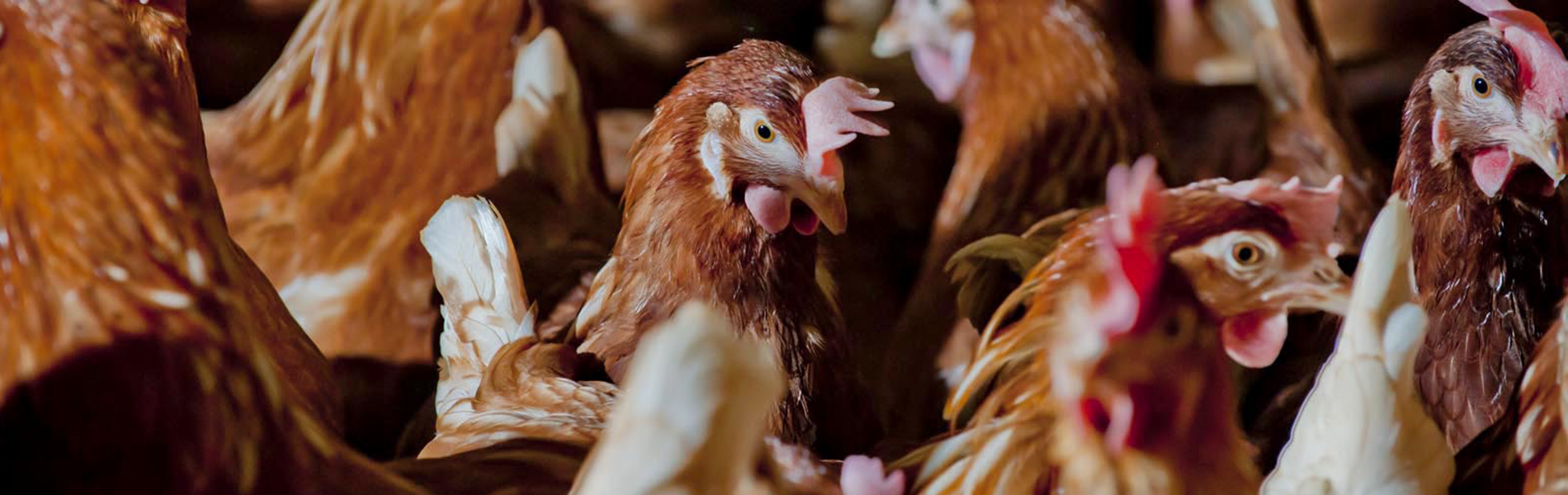 Bruine kippen