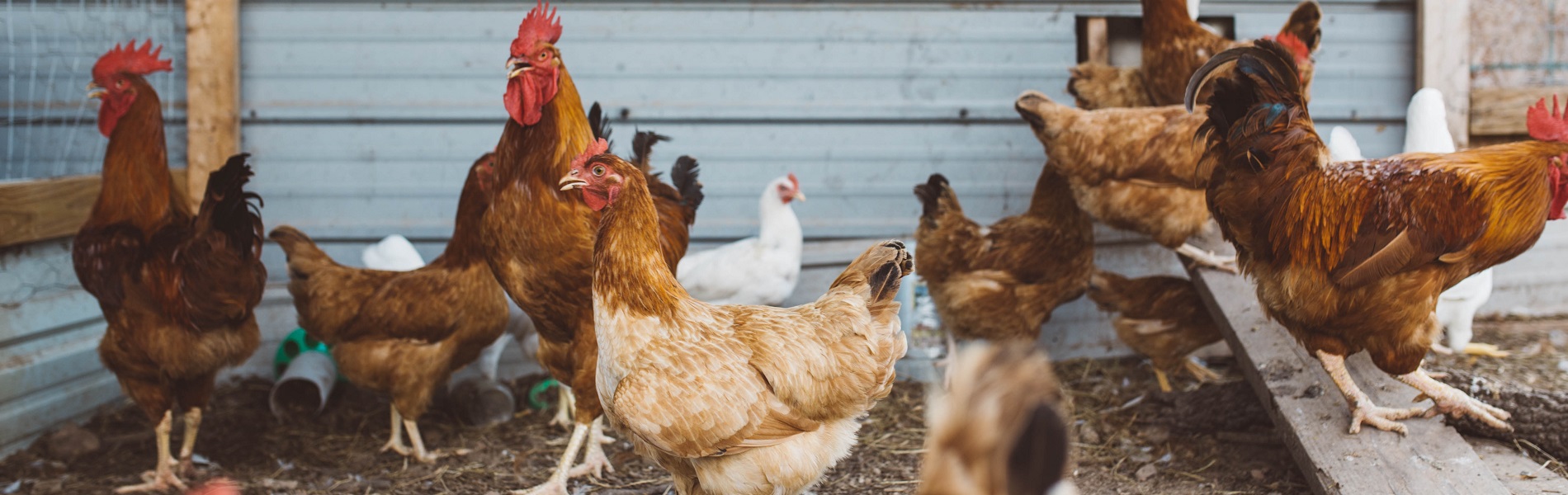 Kippen buiten in ren