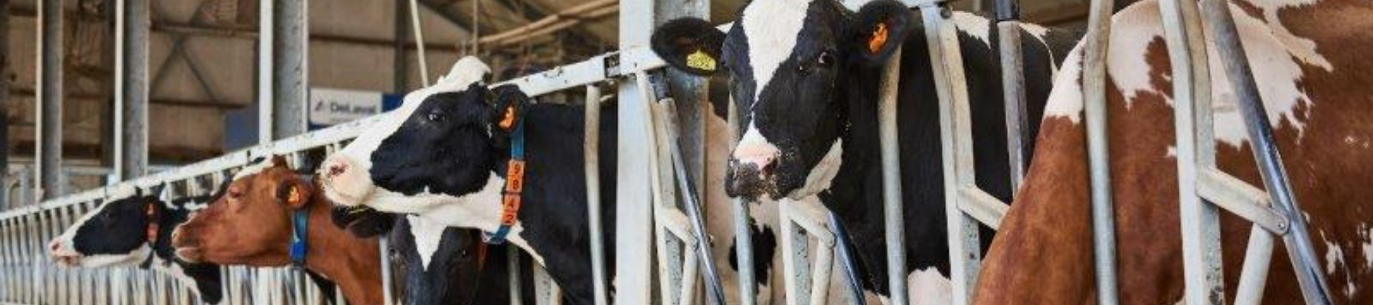 Koeien in voerrek