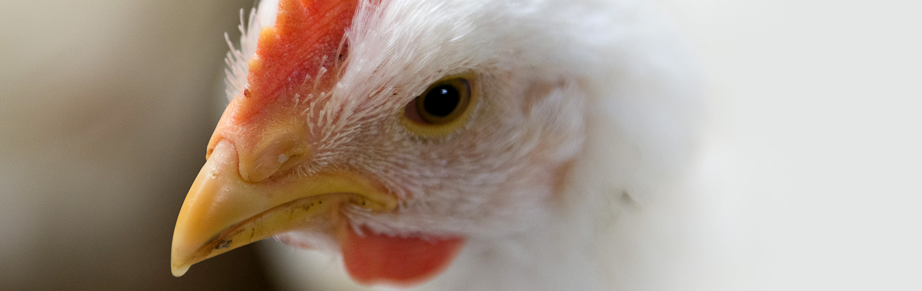 Witte kip ingezoomd op kop