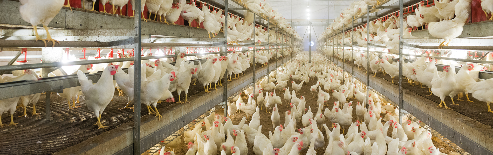 Witte kippen in een kippenstal